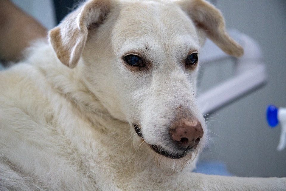 Veterinární ordinace poskytující kompletní péči o zvířata v České lípě