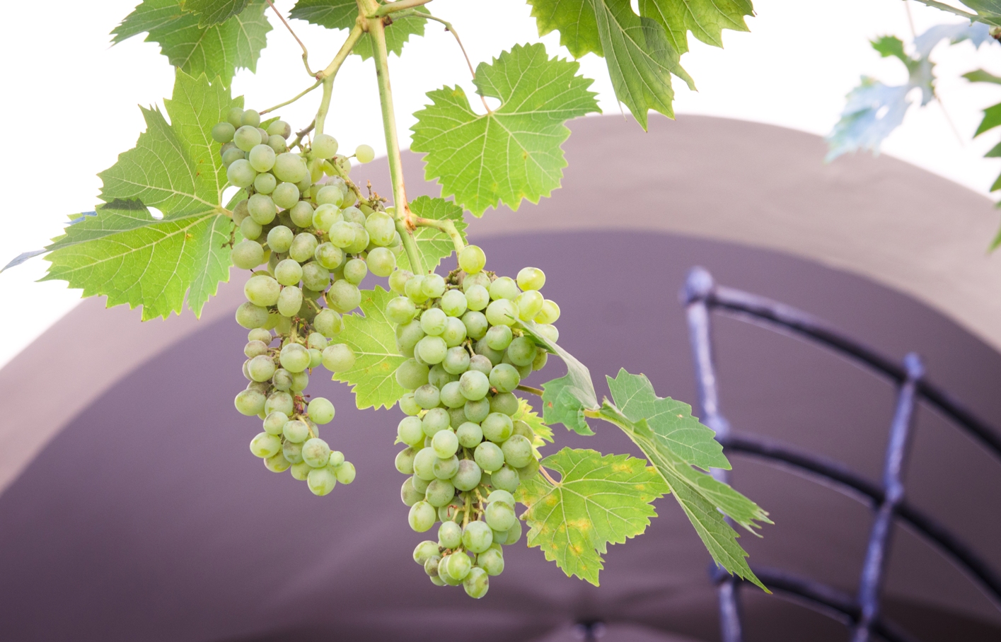 Řízená degustace vín ve vinném sklípku Mikulov