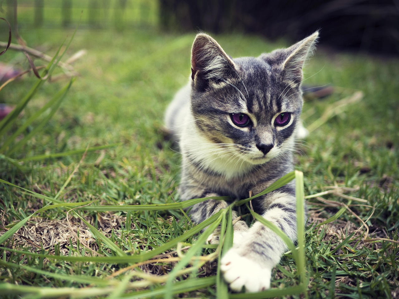 Změna ordinačních hodin ve veterinární ordinaci SLOVANKA v České Lípě