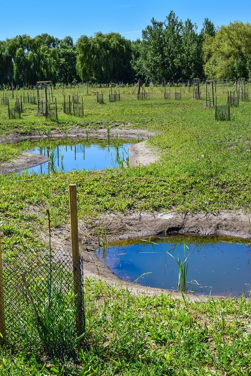 Revitalizace tůní, mokřadů a drobných vodních toků