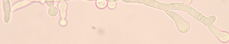 Zemědělský výzkumný ústav Kroměříž, s.r.o., laboratorní monitoring obilovin