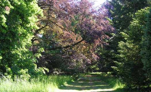 Lesní družstvo Vysoké Chvojno s.r.o Pardubice, arboretum