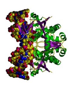 Služby v oblasti Molekulární biologie a genetiky