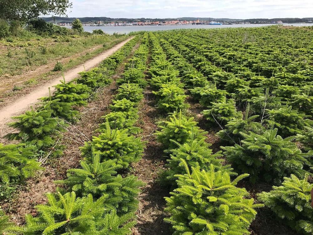 Vánoční stromky Hořice - Vánoční stromky z plantáží