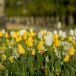 Flora Olomouc - mezinárodní zahradnická výstava a veletrh, jarní etapa 2016