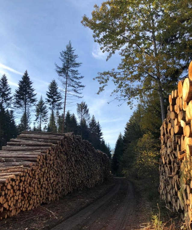 Výsadba a čištění lesů, likvidace sadů Pohořelice