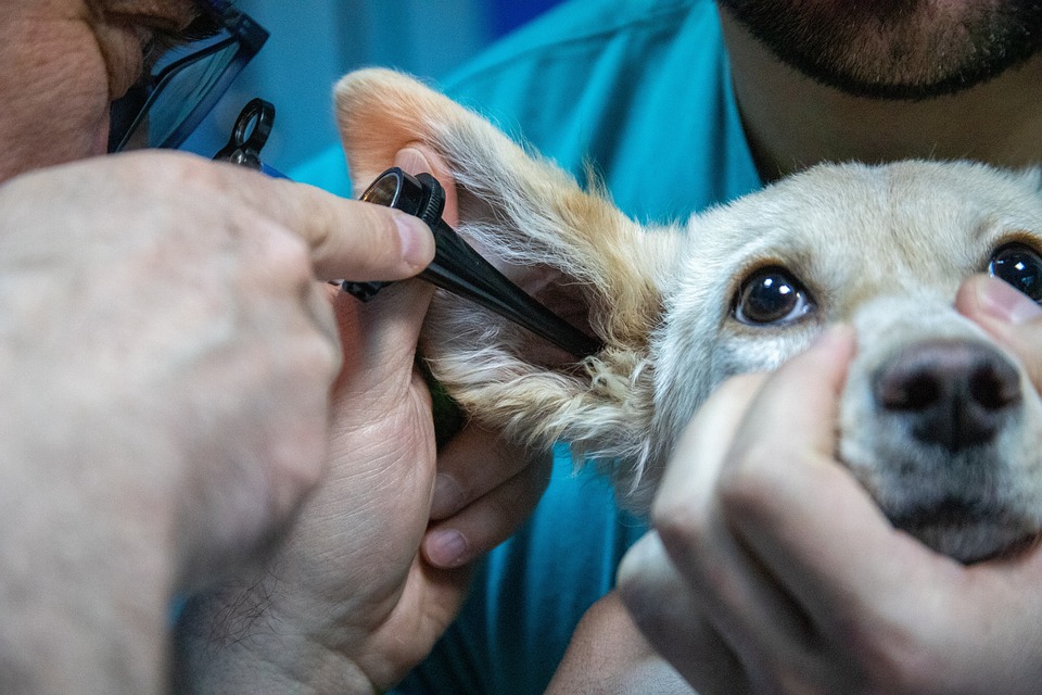 Moderní veterinární ordinace poskytující kompletní péči o zvířata v České lípě