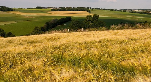 Farma_Vendolský_s.r.o._rostlinná_výroba