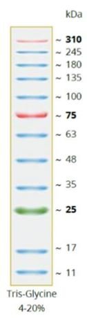 Novinka - Nový CozyXL™ Prestained Protein Ladder