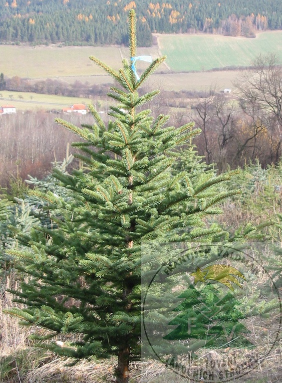 Vánoční stromky na prodej