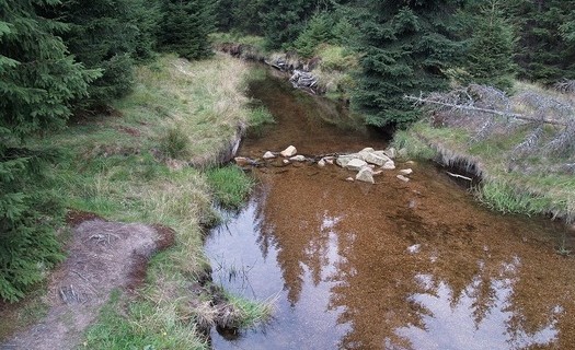 Ekologie lesa, banka osiv