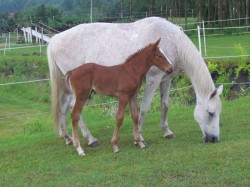 Veterinární péče Česká Lípa