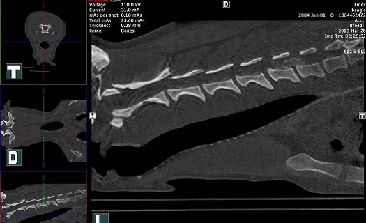 počítačová tomografie pro kočky a psi